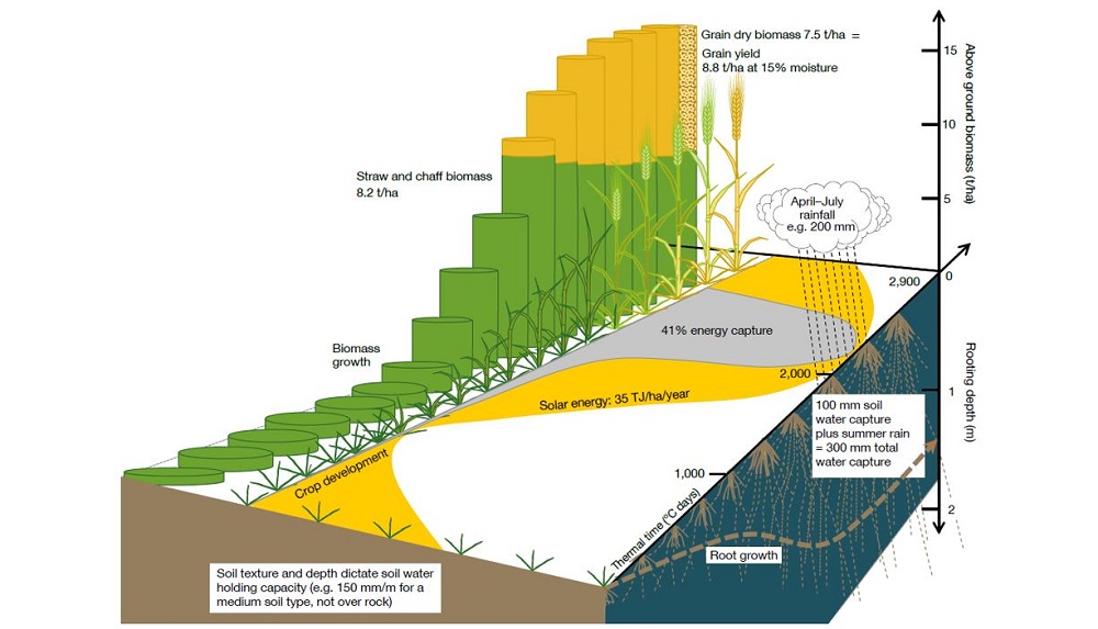Illustration to show how barley captures natural resources